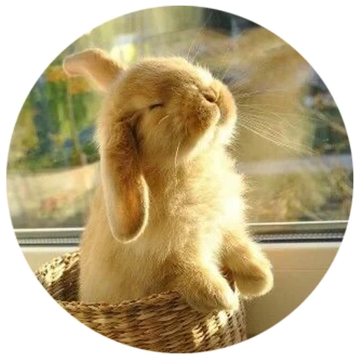bunny, кролик милый, милые кролики, веселый кролик, доброе утро кролик