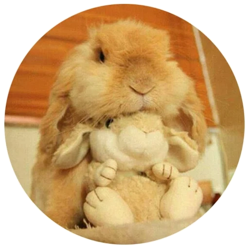 rabbit, dear rabbit, cheerful rabbit, the sweetest rabbits, the most cute animals