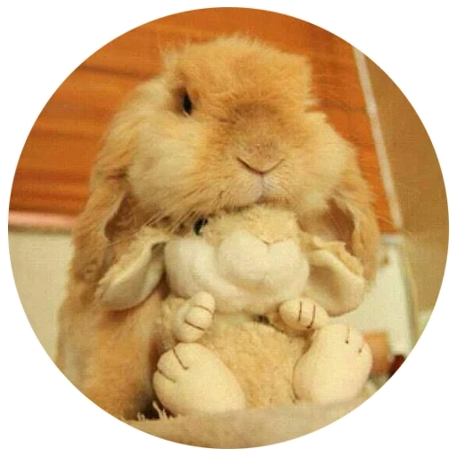 hase, lieber kaninchen, fröhlicher kaninchen, die süßesten kaninchen, die niedlichsten tiere