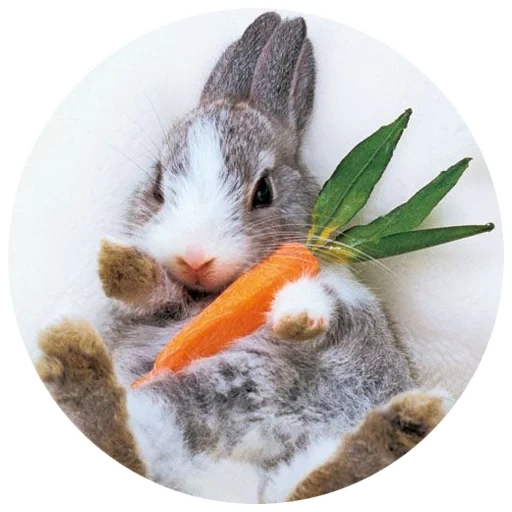 кролик, зайчик, зайчик морковкой, кролик морковкой, кролик ест морковку