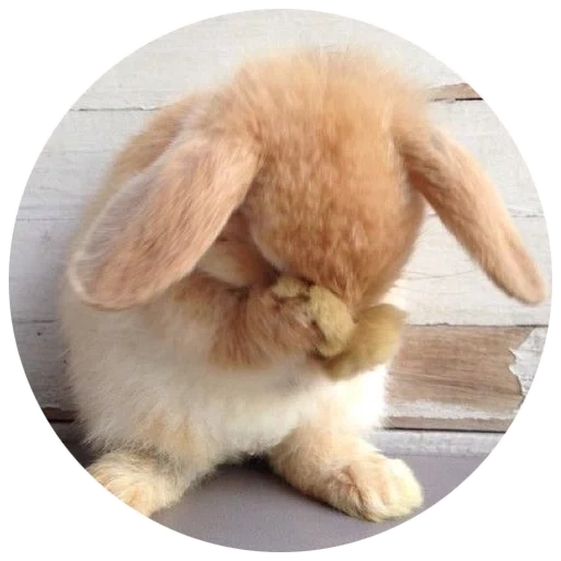bunny ist traurig, ein trauriger hase, das kaninchen ist flauschig, trauriger kaninchen, beleidigtes kaninchen