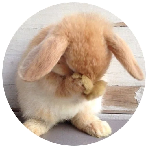 le lapin est triste, un triste lapin, le lapin est moelleux, lapin triste, lapin offensé