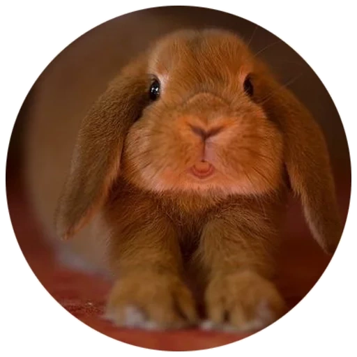 vysloux rabbit, rabbit vysloukhi baran, coniglio che spunta nano, coniglio olandese vysloukhi, coniglio nano