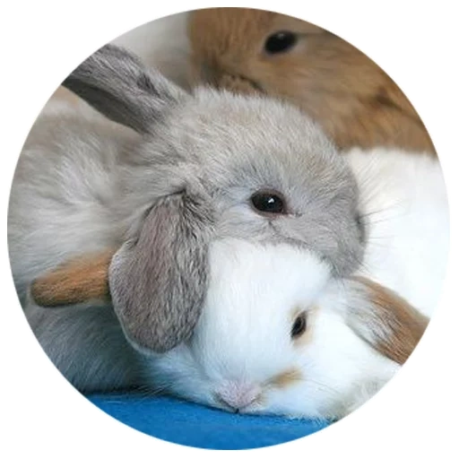 rabbit, home rabbit, dwarf rabbit, decorative rabbit, dwarf rabbit