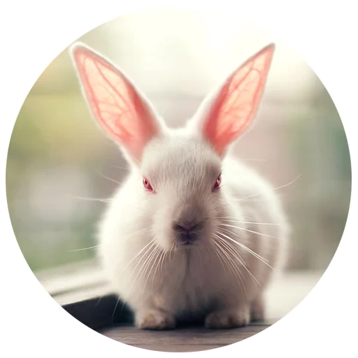 rabbit, the rabbit is white, lovely rabbits, home rabbit, rabbit is a white giant