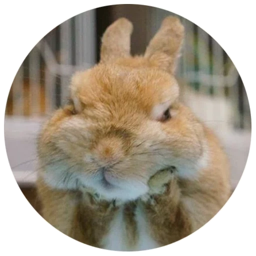the rabbit is funny, cheerful rabbit, crying rabbit, serious rabbit, dissatisfied rabbit