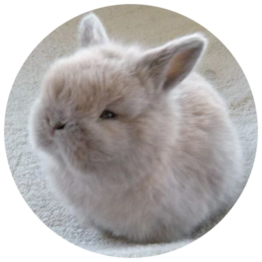 conejo, conejo casero, el conejo es esponjoso, conejo enano, conejo decorativo