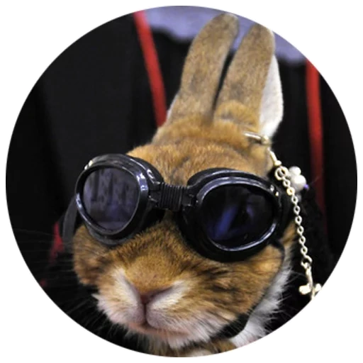 gorjeo, gafas negras conejo, conejo genial