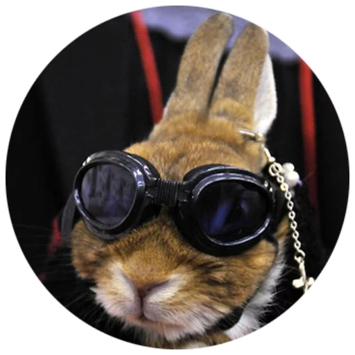 twitter, lunettes noires lapin, lapin frais