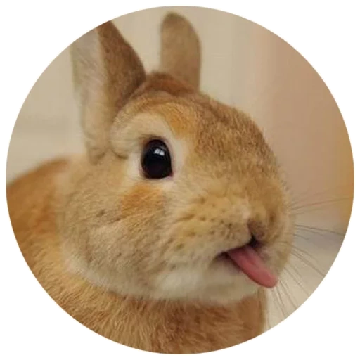 bunny, coniglio, il coniglio è divertente, coniglio allegro, rabbit cool