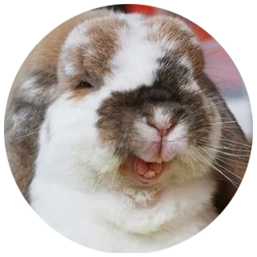 kelinci, kelinci tertawa, kelinci yang ceria, kelinci rumah, kelinci tersenyum
