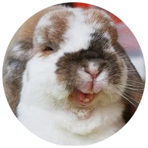 rabbit, the rabbit laughs, cheerful rabbit, home rabbit, the rabbit smiles