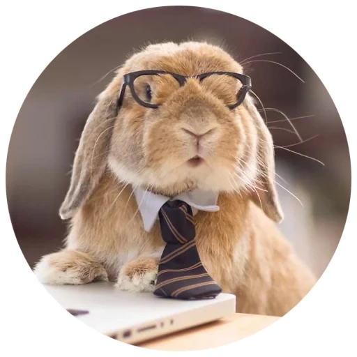 rabbit, smart rabbit, cheerful rabbit