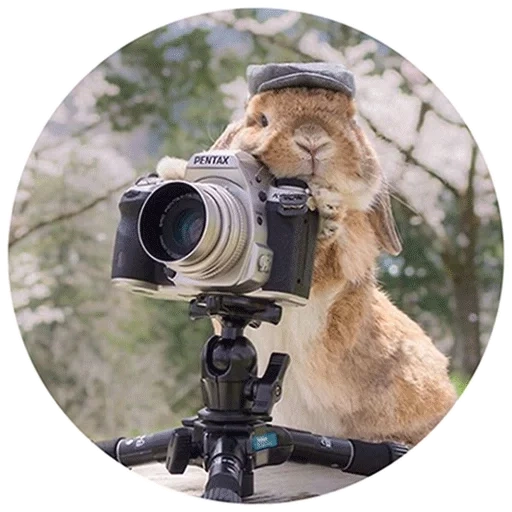 je cherche un photographe, animaux avec une caméra, les animaux les plus mignons, maintenant l'oiseau volera, animaux avec une caméra