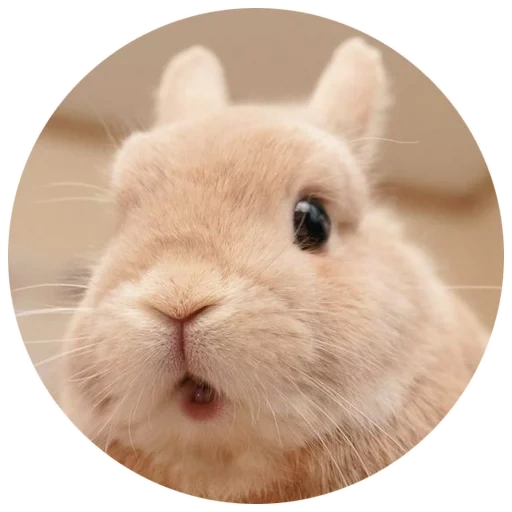 lieber kaninchen, das kaninchen ist lustig, der kaninchen lächelt, sehr süßer kaninchen, das süße kaninchen ist überrascht