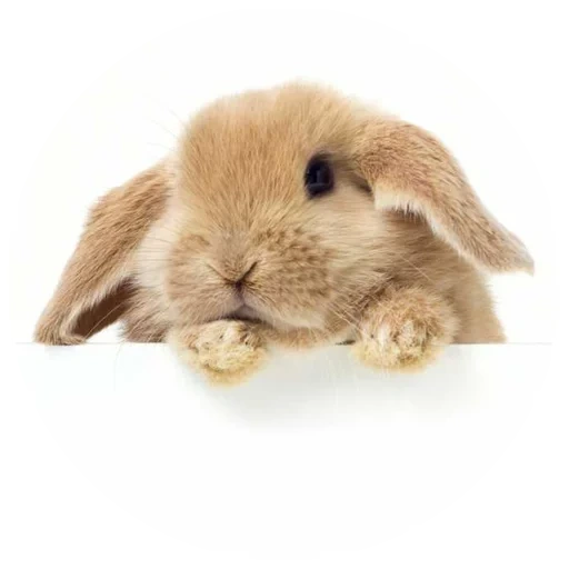 coniglio, caro coniglio, animali di fondo, rabbit rabbit, i conigli sono bianchi