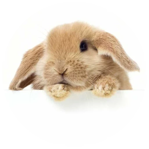 lapin, cher lapin, animaux de fond, lapin, les lapins sont blancs