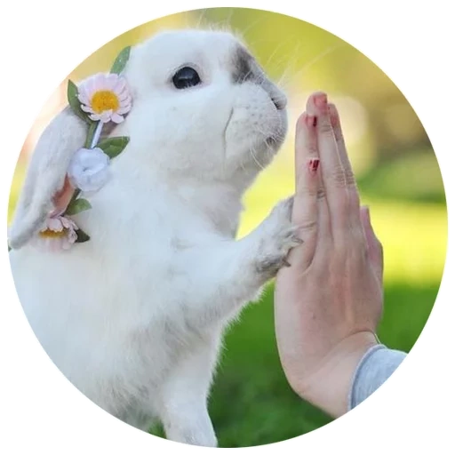 bunny, кролик, кролик белый, милый кролик, кролики белые милые