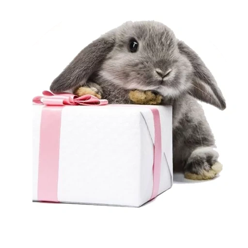 conejo, conejo un animal, conejo con un regalo, feliz cumpleaños conejo, conejo de una caja de regalo