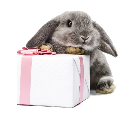 lapin, lapin un animal, lapin avec un cadeau, joyeux anniversaire lapin, lapin d'une boîte cadeau