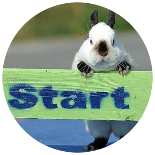 кролик, кролик прыгает, выгул кроликов, бегущий кролик, rabbit show jumping