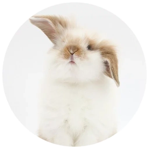 coniglio, coniglio bianco, caro coniglio, coniglio di casa, bunny soffice