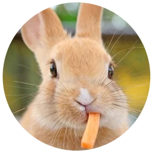 rabbit, the rabbit is funny, cheerful rabbit, home rabbit, the rabbit eats carrots