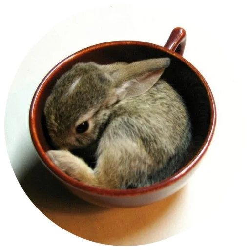 hase, kaninchen eine tasse, schöne kaninchen, kleiner hase, die niedlichsten tiere