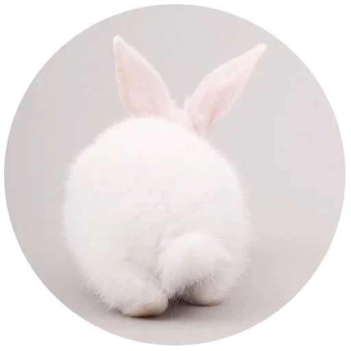 coniglio, ram rabbit, coniglio bianco, copri il coniglio, il coniglio è un gigante bianco