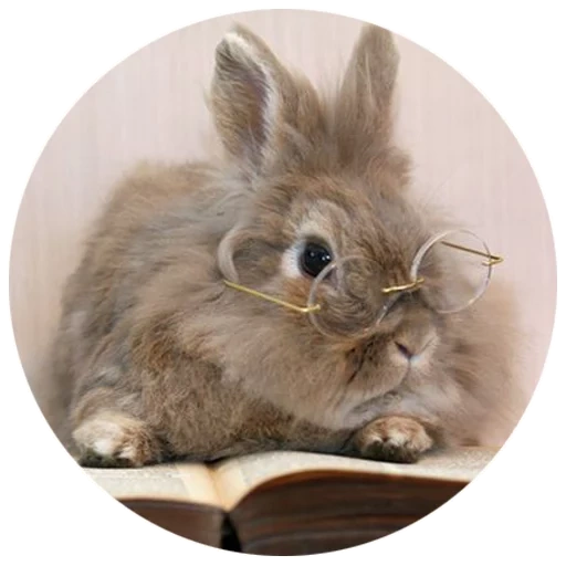 кролик, умный заяц, серый кролик, милый кролик, кролик лев вол
