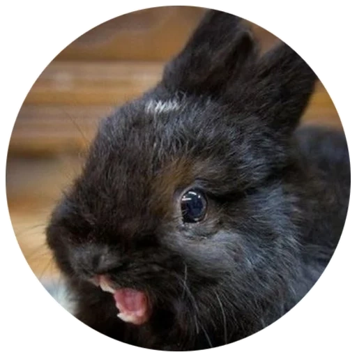 rabbit, the rabbit is black, the rabbit is fluffy, the rabbit is small, the dwarf rabbit