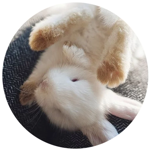 fluffy, rabbit's legs, cheerful rabbit, the most cute animals, white fluffy rabbit