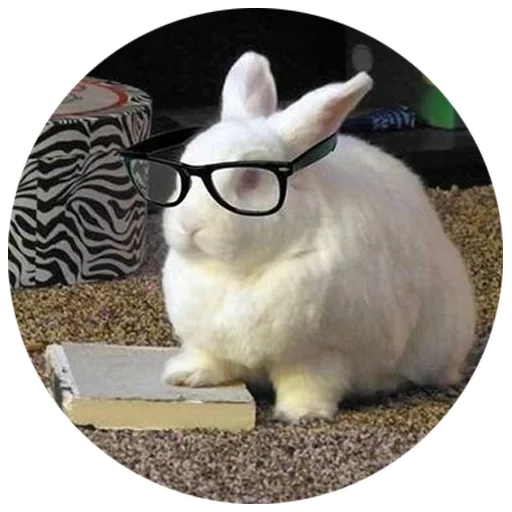 coniglio, coniglio bianco, rabbit cool, california rabbit