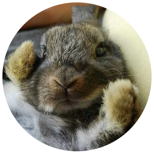 coelho, caro coelho, rabbit de esquilo, coelho alegre, rabbit anão