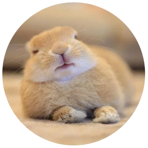 conejo, querido conejo, el conejo es divertido, conejo alegre, conejo enano