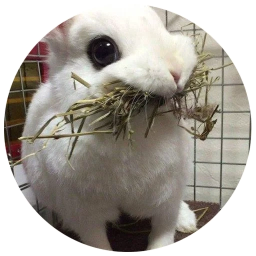bunny, coniglio, fpafibibo, coniglio allegro, coniglio nano