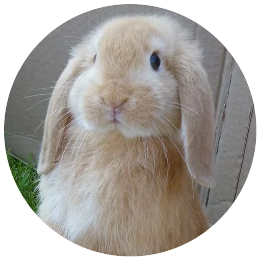 rabbit, baran rabbit, vysloukhi rabbit, decorative rabbit of bewood, dwarf rabbit rappy fluffy fluffy