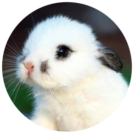 coelho, coelho doce, o coelho é branco, o coelho é pequeno, os animais mais fofos