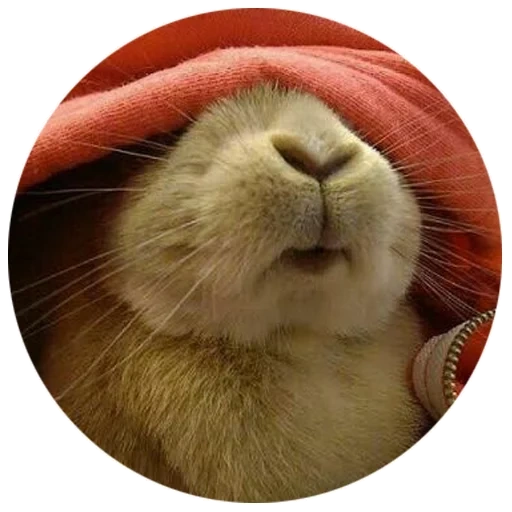 conejo, la nariz del conejo, querido conejo, conejo alegre, los animales son lindos