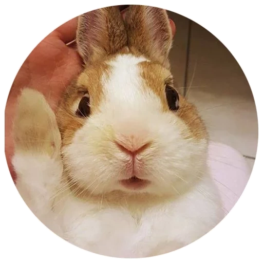 rabbit, fluffy bunny, darina rabbit, cheerful rabbit, home rabbit