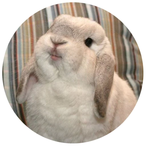 rabbit, dear rabbit, rabbit martin, fat rabbit, cheerful rabbit