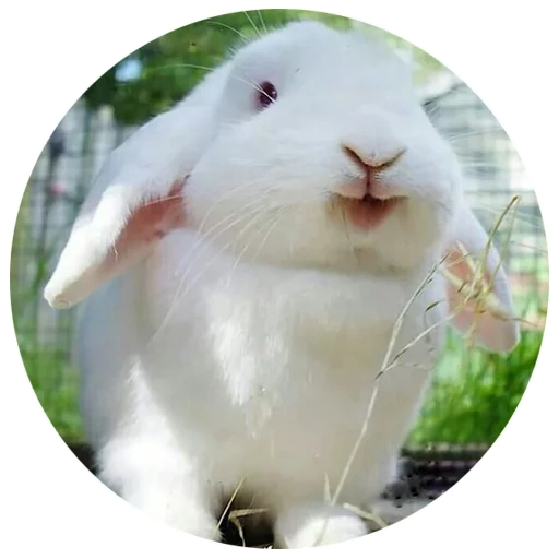 lapin, le lapin est blanc, lapins ha bi, lapin joyeux, lapin à domicile