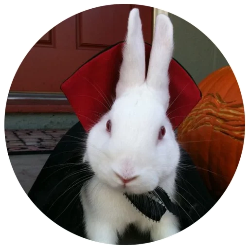 rabbit, white rabbit, viennese white rabbit, rabbit is a white giant, netherland rabbit dwarf white rabbit