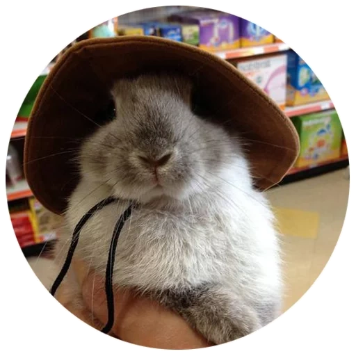rabbit, baran rabbit, the rabbit is funny, cheerful rabbit, home rabbit