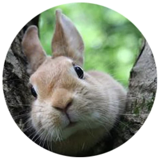 conejo, el conejo es salvaje, el conejo es divertido, conejo alegre, conejo un animal