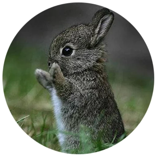 kelinci, kelinci, kelinci, dua hares, kelinci merindukan