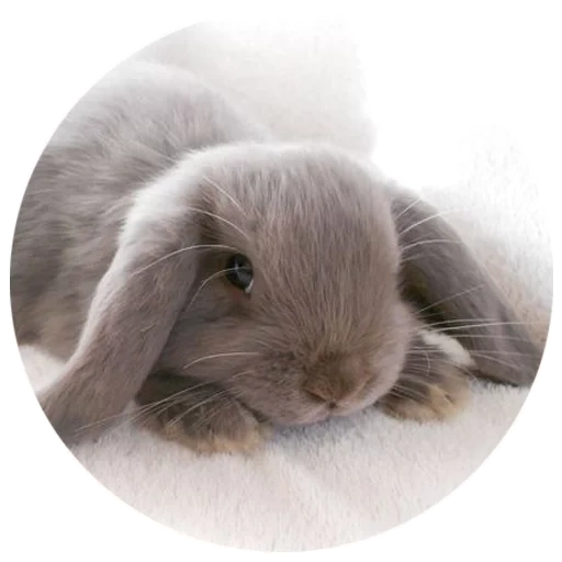 coniglio bianco, vysloux rabbit, rabbit vysloukhi baran, coniglio decorativo vysloux, coniglio nano