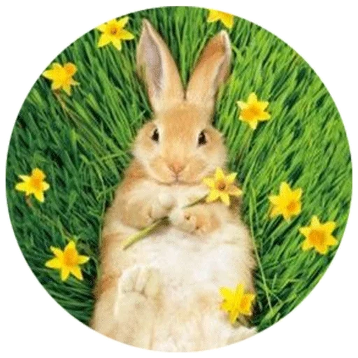 conejo, conejo de pascua, el conejo es pascua, imagen de liebre de pascua, buenos días feliz martes