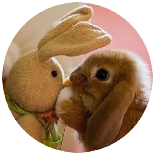 conejito dulce, querido conejo, milot con conejo, el conejo es divertido, conejo alegre
