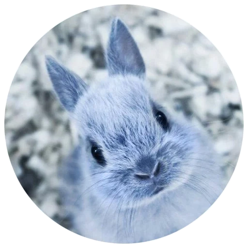 coniglio, il coniglio è grigio, coniglio bianco, coniglio nano, il coniglio è mini nano